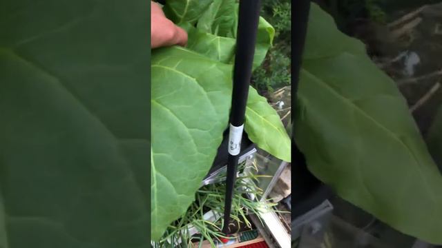 Grow your own Tabacco at home (amber leaf & gold Virginia) смотреть онлайн