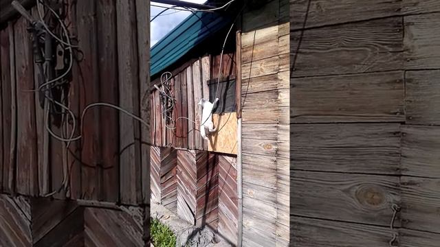 кот лезет на дом смотреть онлайн