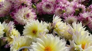 ВЕГЕТАТИВНЫЕ ГЕОРГИНЫ Выращивание Клубней как БИЗНЕС!   DAHLIA XXL Series