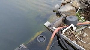 Обзор моего нового пруда.