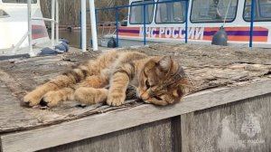 ⚓️?В группе патрульной службы центра ГИМС живёт свой "Матроскин" - кошка Эльза. #ГИМС  #кошка #МЧС
