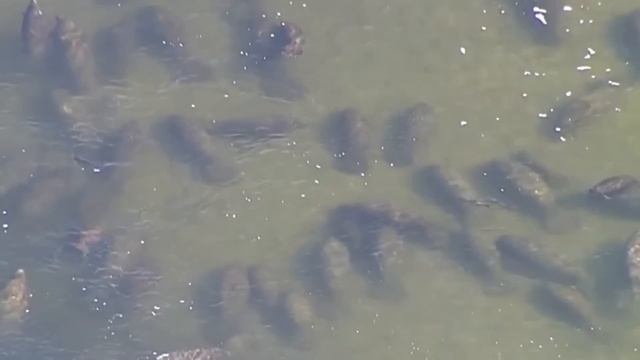 Вот Как Происходит Вымирание в Мире Птиц смотреть онлайн