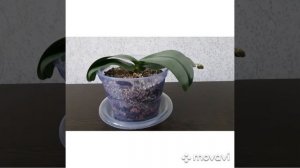 Как избавиться от плесени в грунте орхидеи??