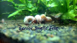 Senior snello fest