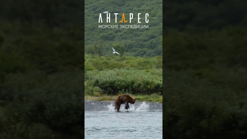 Счастливый камчатский мишка Лагуна Тинтикун #antares_east #travel #путешествие  #bear #short