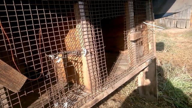 РАЗВЕДЕНИЕ КРОЛИКОВ С НУЛЯ/БЕСПЛАТНЫЕ КЛЕТКИ смотреть онлайн