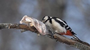 Ишлеи. Кормушка для дятла