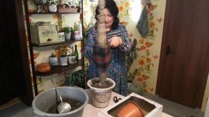 Пахиподиум перевалка . Комнатное растение .