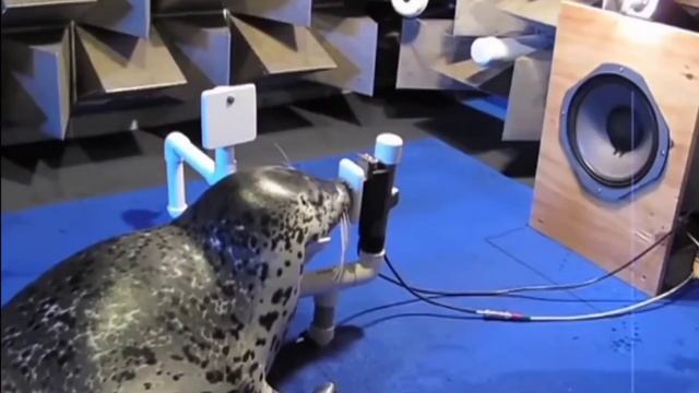 Random seal nene | Animal hololive смотреть онлайн