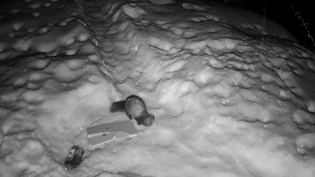 Наша знакомая куница (или соболь) кажется беременная смотреть онлайн