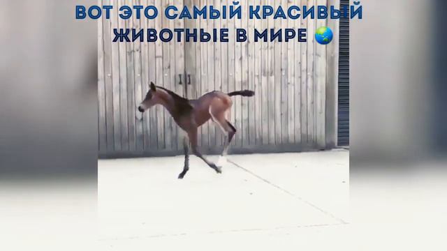 Самые красивые животные в мире смотреть онлайн