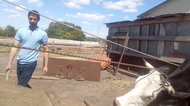 упрямая корова смотреть онлайн