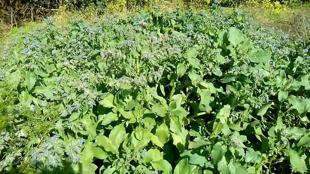 Поддерживающие медоносы 30 09 2013 смотреть онлайн