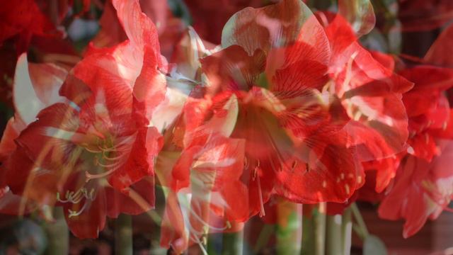 Amaryllis 429 смотреть онлайн