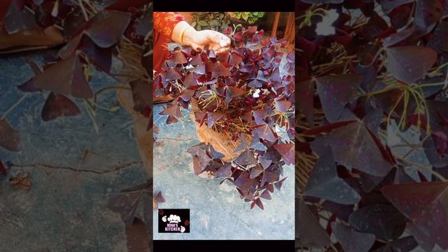 Oxalis triangularis#purple clover#How to grow and care Oxalis triangularis plant смотреть онлайн