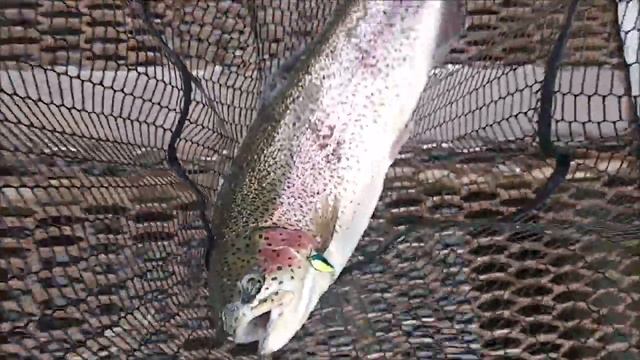 Она вываливается из подсачника!!! Ловля форели в верхнем горизонте воды. Клёвое место лосиный остро смотреть онлайн