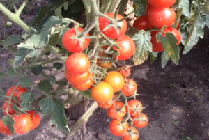 Томат - "Балконный F1"