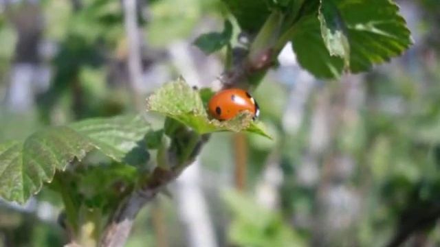 Samsung Digimax S1070 - Test - Biedronki ' Ladybugs смотреть онлайн