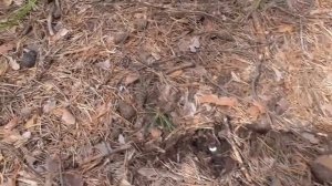 ГРУЗДИ В ЖЕЛЕ ПОИСК ГРУЗДЕЙ И РЕЦЕПТ ПРИГОТОВЛЕНИЯ