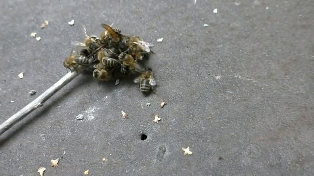 Так пчелы убивают шершня смотреть онлайн