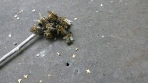 Так пчелы убивают шершня