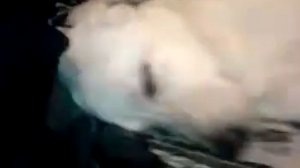 лабрадор храпит