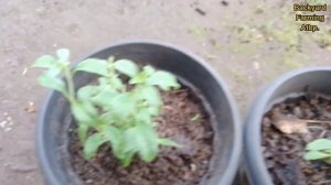 SWEETENER PLANT IN OUR BACKYARD FARM | #stevia #magsasaka #ideas