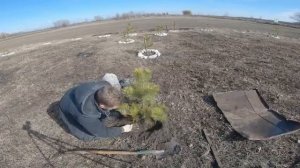 Как пересадить сосну. Сажу 1000-е дерево! Добился 99,9 % приживаемости!