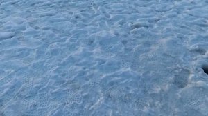 Форель на блесну со льда,  зимой в "Ихтиологе".ловля на  блёсны Williams