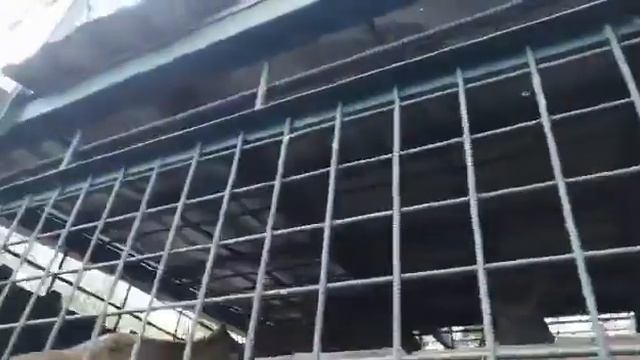 Котята Велеса смотреть онлайн