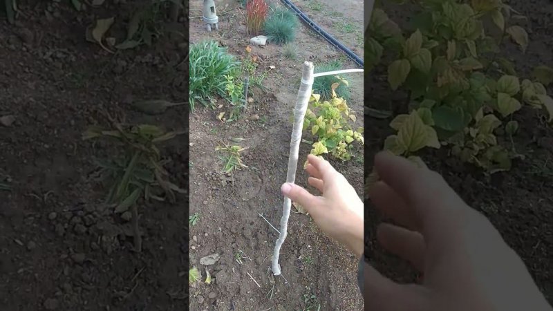 На Юге укрываю Ленкаранскую альбицию так
