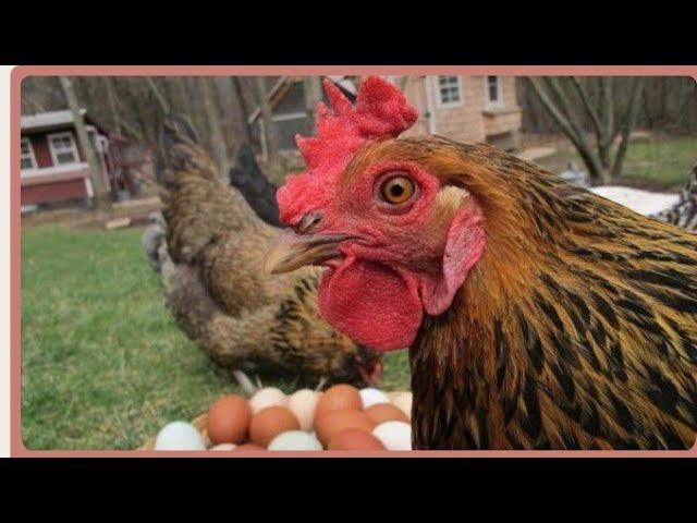 Что бы куры неслись осенью смотреть онлайн