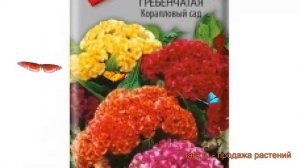 Целозия гребенчатая Коралловый сад ? обзор: как сажать, семена целозии Коралловый сад