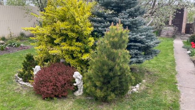 Карликовые барбарисы, высокорослые барбарисы. Любуемся в мае
