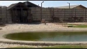 Dubai Safari Park Tour 2021 # Dubai Zoo # Wild Life Adventure In Dubai