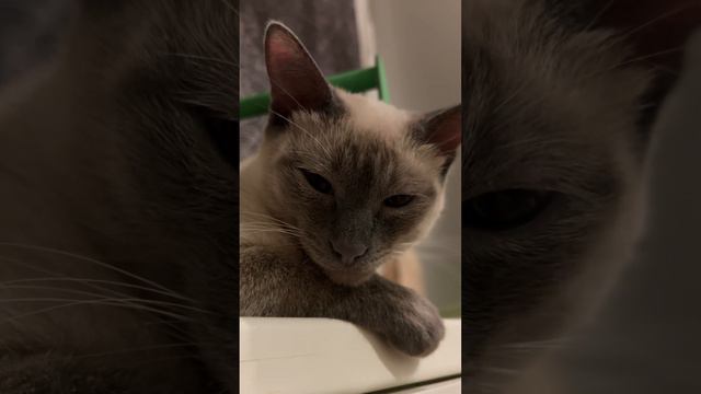 Стесняшка) Кошка. Молли. Меконгский бобтейл. смотреть онлайн