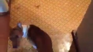 #Басенджи разговаривает и воет.  #Basenji howling talking and singing ))).