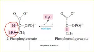 Вебинар на тему "Обмен углеводов, окисление глюкозы"