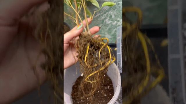 Ч3 Спасение фикуса Кинки #растения #plant #plants #фикус