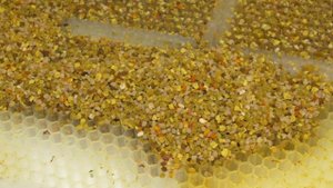 Перга. Технология получения перги на искуственных сотах-пазлах