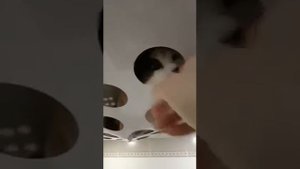 Муся и потолок