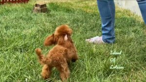 Щенки той-пудель, toy poodle puppy’s