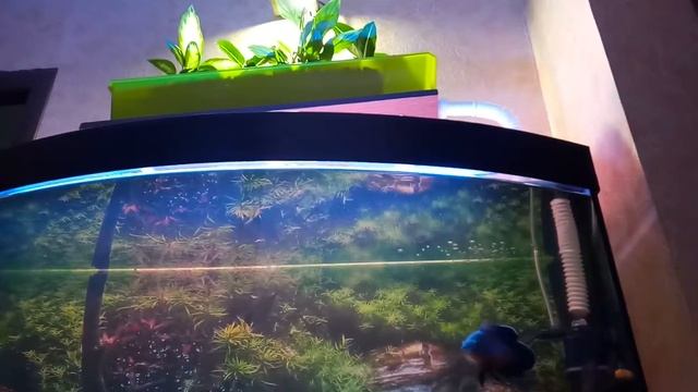 Бирюзовая акара и астронотусы. смотреть онлайн