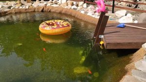 Декоративный пруд с биоплато 9х10 метров, глубина 1,6 м. Качество воды спустя 3 месяца