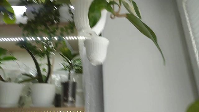 Комнатные Растения В Спальне В Мае. 2 Часть смотреть онлайн