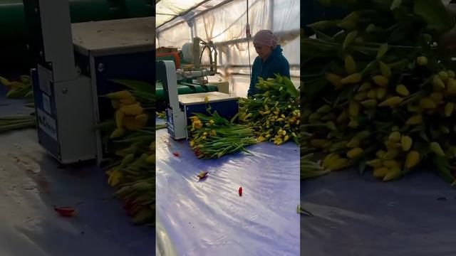 Упаковка банчей тюльпанов #тюльпаны #тюльпаныоптом