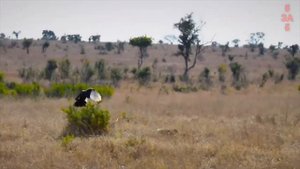 Хищники в деле, выживает сильнейший. Самые эпичные битвы диких животных за "5 минут"
