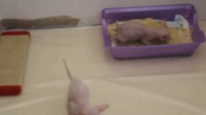 котята канадского сфинкса (приучение к лотку)