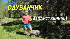 Одуванчик лекарственный - польза для здоровья