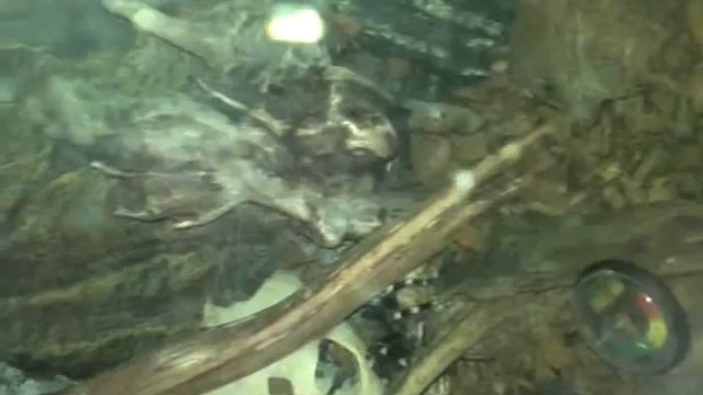 Цикута acanthoscurria geniculata L11 тащит мышь смотреть онлайн